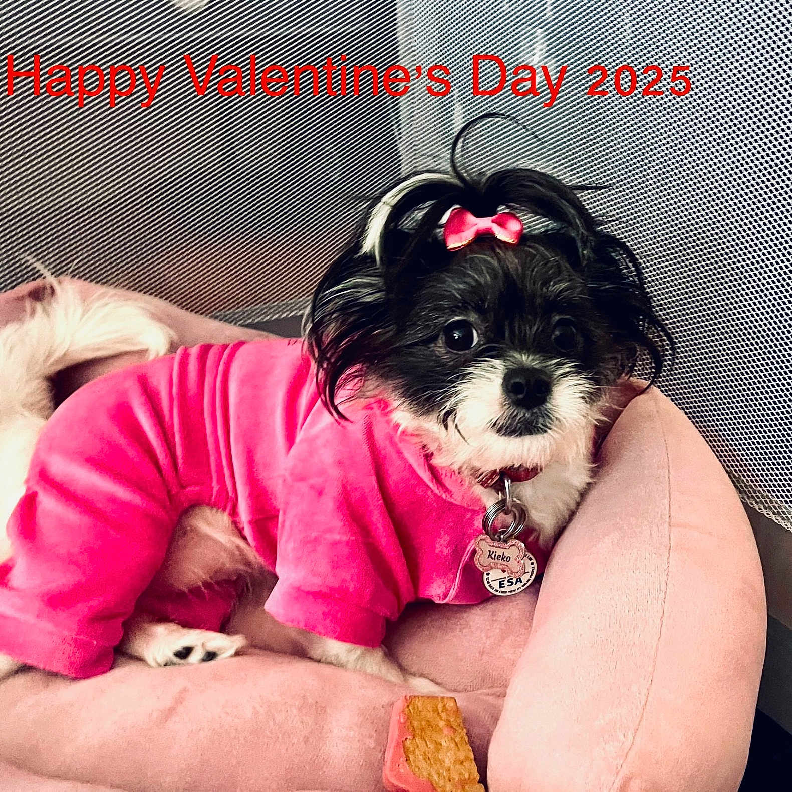 Kieko joined the competition — help win amazing prizes! animal, bed, black_and_white_fur, bow, celebration, collar, cozy, cute, dog, holiday, indoor, looking_at_camera, pet, pink_bed, pink_outfit, resting, small_dog, tag, text_overlay, valentines_day