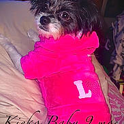 Kieko is registered to the contest to win money with this photo: dog, small_dog, pet_clothing, pink_hoodie, bow, indoor, bed, blanket, cute, fur, black_and_white_dog, lying_down, looking_back, cozy, text_overlay, date, caption, furniture, animal, portrait