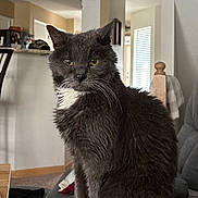 Max joined the competition — help win amazing prizes! animal, cat, closeup, cozy, domestic_cat, expression, feline, fur, furniture, gray_cat, home, household, indoor, living_room, pet, portrait, sitting, table, whiskers, white_patch