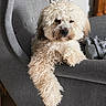 dog, pet, cream_colored, curly_fur, fluffy, portrait, lounging, sitting, paw, armchair, furniture, gray, indoor, home, cozy, relaxed, cute, closeup, animal, photography