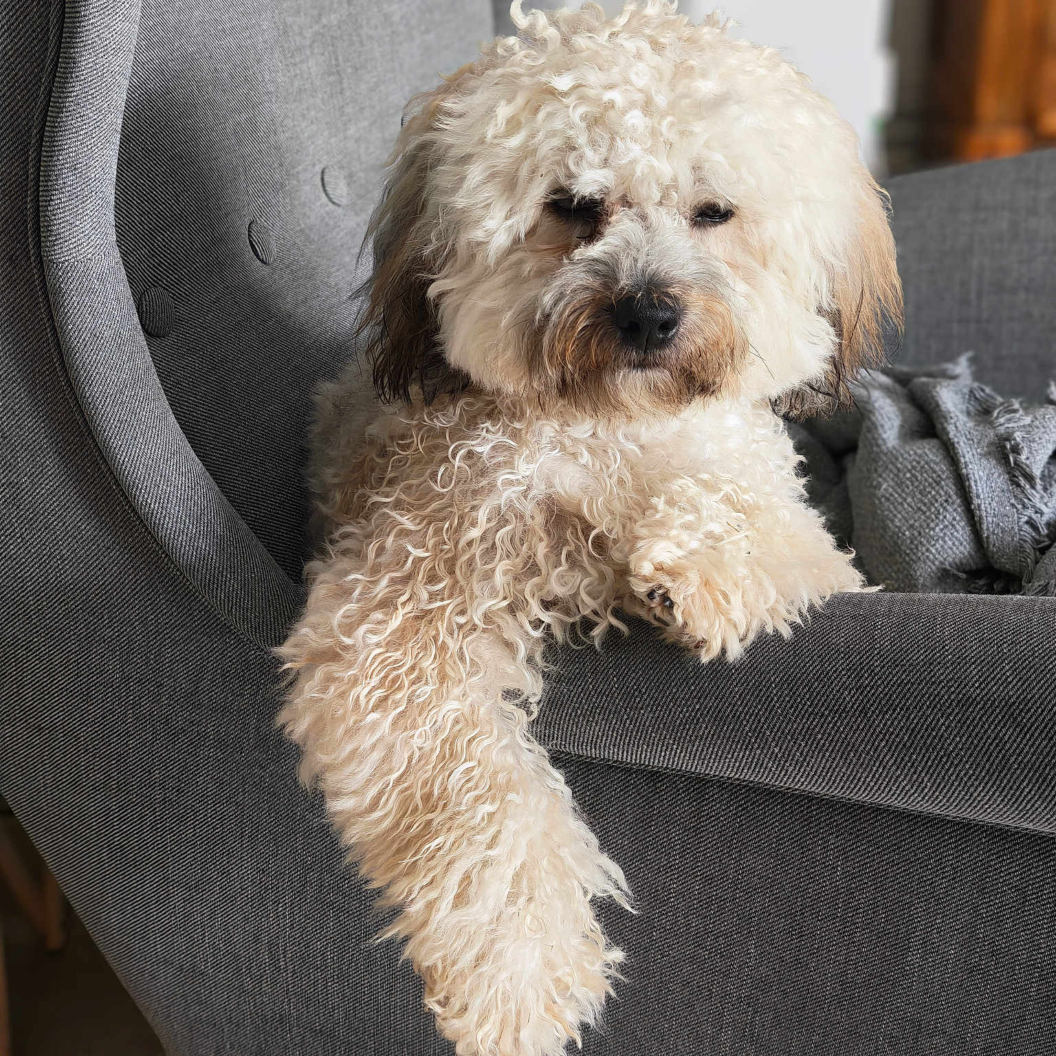 Archie a rejoint le concours — aidez-le/la à gagner de superbes lots ! dog, pet, cream_colored, curly_fur, fluffy, portrait, lounging, sitting, paw, armchair, furniture, gray, indoor, home, cozy, relaxed, cute, closeup, animal, photography