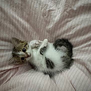 Pickles is registered to the contest to win money with this photo: cat, kitten, animal, pet, fluffy, white_fur, brown_fur, gray_fur, lying_down, back, paws, tail, curled_up, playful, cute, bed, bedding, indoors, portrait, relaxed