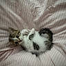 cat, kitten, animal, pet, fluffy, white_fur, brown_fur, gray_fur, lying_down, back, paws, tail, curled_up, playful, cute, bed, bedding, indoors, portrait, relaxed