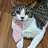 animal, cat, dressed_up, ears, fashion, funny, green_eyes, indoor, lying_down, necktie, paws, pet, portrait, striped_fur, tabby, tail, tie, whiskers, white_fur, wooden_floor