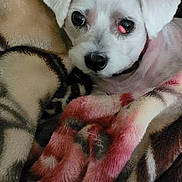 Walker joined the competition — help win amazing prizes! dog, white_dog, blanket, couch, pet, cozy, fur, indoor, animal, cute, comfort, resting, small_dog, face, ears, nose, soft, warm, home, relaxation