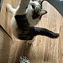 Clochette participe au concours pour gagner de l'argent avec cette photo : cat, pet, hand, treat, floor, wooden_floor, slipper, indoor, curious, reaching, feline, white_and_brown_cat, person, paw, long_whiskers, domestic_animal, playful, cute, interaction, casual