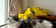 Clochette participe au concours pour gagner de l'argent avec cette photo : cat, fluffy_cat, bed, window, curtain, pikachu, plush_toy, stuffed_animal, indoor, cozy, relaxing, natural_light, striped_cat, white_cat, sleeping_cat, soft_texture, gray_blanket, furniture, animal, pet