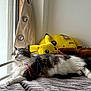 cat, fluffy_cat, bed, window, curtain, pikachu, plush_toy, stuffed_animal, indoor, cozy, relaxing, natural_light, striped_cat, white_cat, sleeping_cat, soft_texture, gray_blanket, furniture, animal, pet