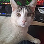 Willow a rejoint le concours — aidez-le/la à gagner de superbes lots ! cat, white_cat, tabby, pet, indoor, close_up, curious, animal, feline, whiskers, ears, computer_screen, speakers, technology, household, fur, looking, paw, domestic_cat, mammal
