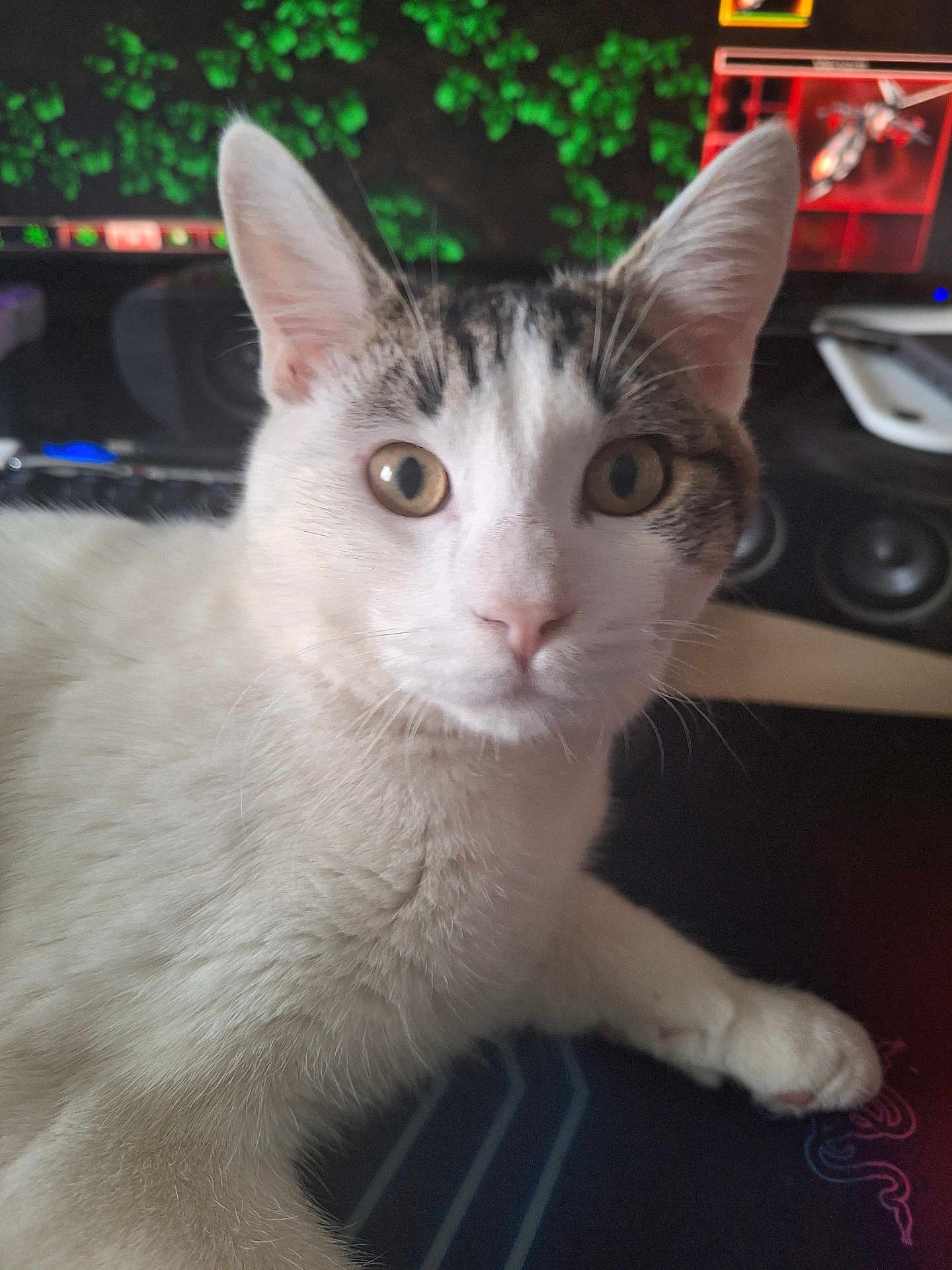 Willow a rejoint le concours — aidez-le/la à gagner de superbes lots ! cat, white_cat, tabby, pet, indoor, close_up, curious, animal, feline, whiskers, ears, computer_screen, speakers, technology, household, fur, looking, paw, domestic_cat, mammal