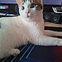 Willow a rejoint le concours — aidez-le/la à gagner de superbes lots ! cat, white_cat, tabby_cat, pet, indoor, computer_desk, speakers, curious, wide_eyes, fur, animal, relaxed, looking_away, whiskers, ears, paw, home_office, technology, electronics, resting