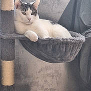 Willow a rejoint le concours — aidez-le/la à gagner de superbes lots ! cat, pet, animal, feline, relaxed, hammock, cat_tree, indoor, cozy, white_cat, gray_background, resting, cute, domestic_animal, fur, whiskers, ears, paw, looking, comfortable