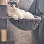 cat, pet, animal, feline, relaxed, hammock, cat_tree, indoor, cozy, white_cat, gray_background, resting, cute, domestic_animal, fur, whiskers, ears, paw, looking, comfortable