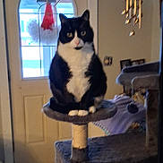 Lovey is registered to the contest to win money with this photo: animal, black_and_white, blurry, carpet, cat, cat_tree, cozy, curious, decoration, door, feline, furniture, home, indoor, living_room, pet, santa_hat, sitting, tuxedo_cat, window