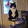 animal, black_and_white, blurry, carpet, cat, cat_tree, cozy, curious, decoration, door, feline, furniture, home, indoor, living_room, pet, santa_hat, sitting, tuxedo_cat, window