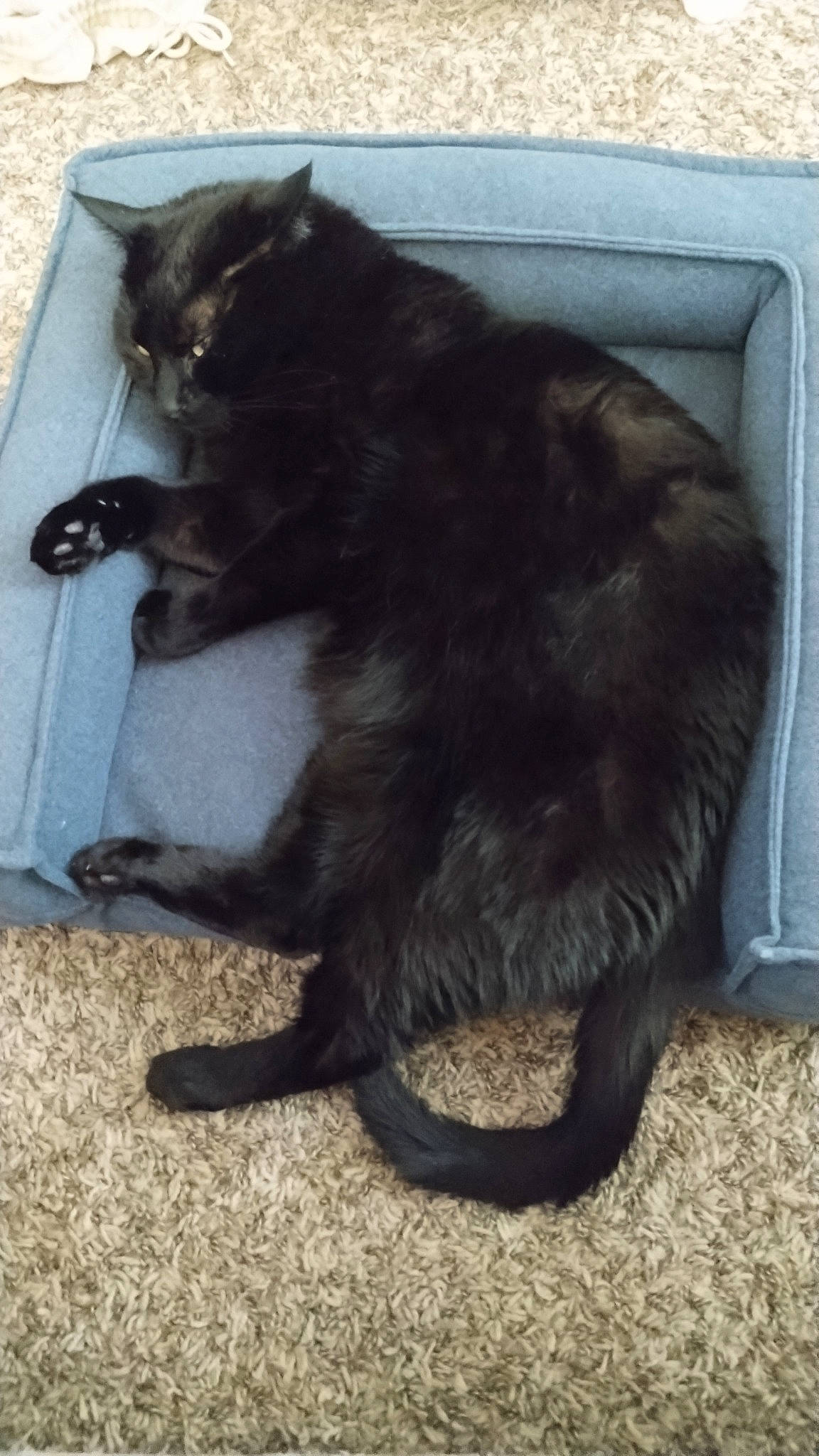 Roxas is registered to the contest to win money with this photo: black_cat, bombay, carnivore, cat, claw, domestic_short_haired_cat, felidae, fur, paw, small_to_medium_sized_cats, snout, tail, terrestrial_animal, whiskers