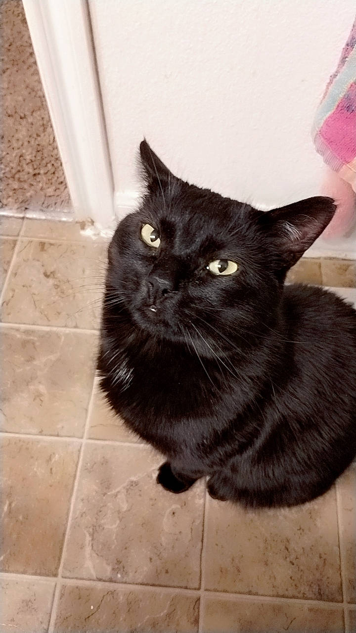 Roxas is registered to the contest to win money with this photo: black_cat, bombay, carnivore, cat, claw, domestic_short_haired_cat, eye, felidae, flooring, fur, grey, paw, shorts, sitting, small_to_medium_sized_cats, tail, terrestrial_animal, tile_flooring, whiskers, window