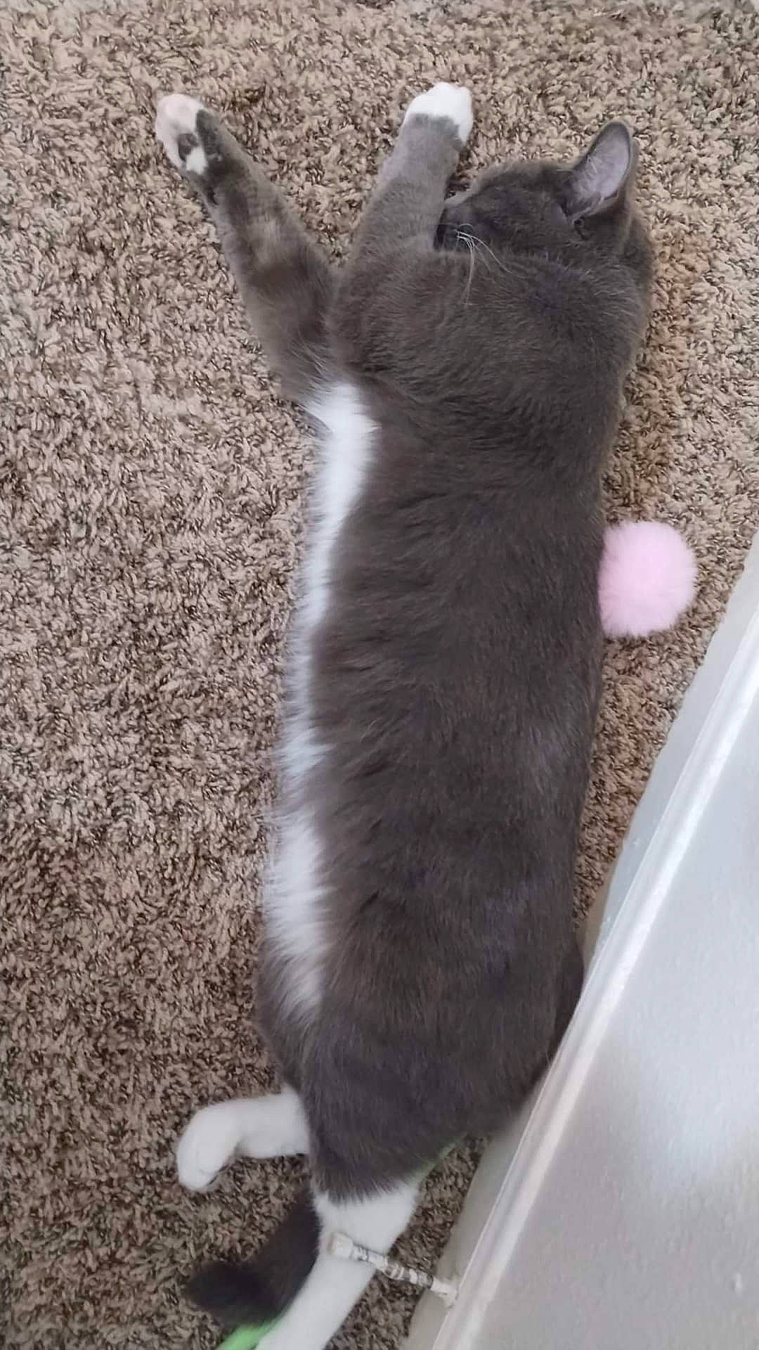 Yugi joined the competition — help win amazing prizes! black_cat, carnivore, cat, claw, domestic_short_haired_cat, felidae, flooring, foot, fur, gesture, grey, paw, shadow, small_to_medium_sized_cats, snout, soil, tail, terrestrial_animal, vertebrate, whiskers