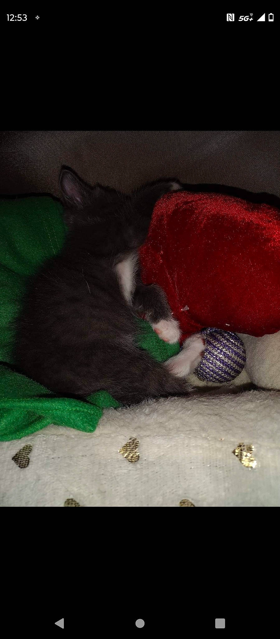 Yugi joined the competition — help win amazing prizes! carmine, carnivore, cat, claw, comfort, companion_dog, dog_breed, felidae, foot, fur, grass, human_leg, linens, nap, sleep, small_to_medium_sized_cats, snout, tail, tints_and_shades, whiskers