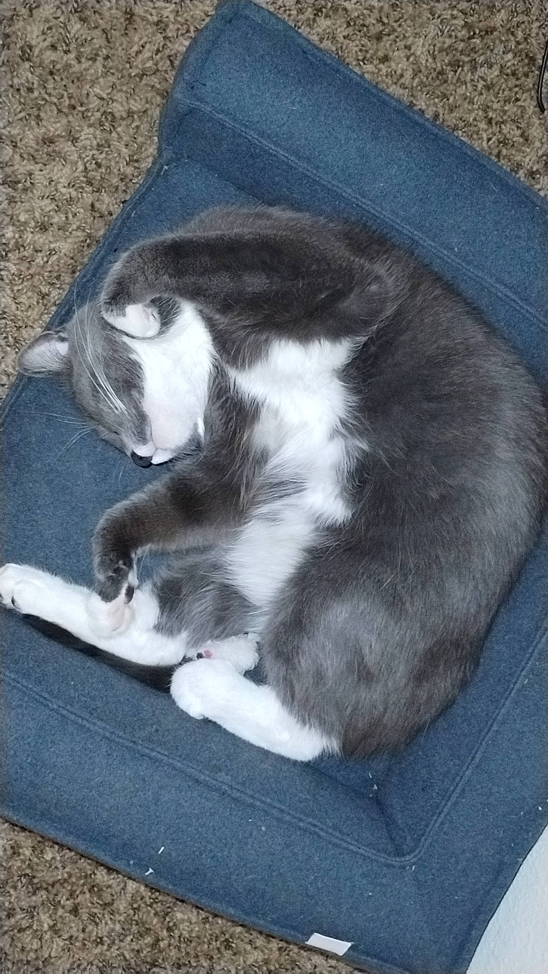 Yugi joined the competition — help win amazing prizes! bored, carnivore, cat, cat_supply, claw, comfort, dog_breed, electric_blue, felidae, fur, grey, nap, paw, small_to_medium_sized_cats, snout, sporting_group, tail, terrestrial_animal, whiskers