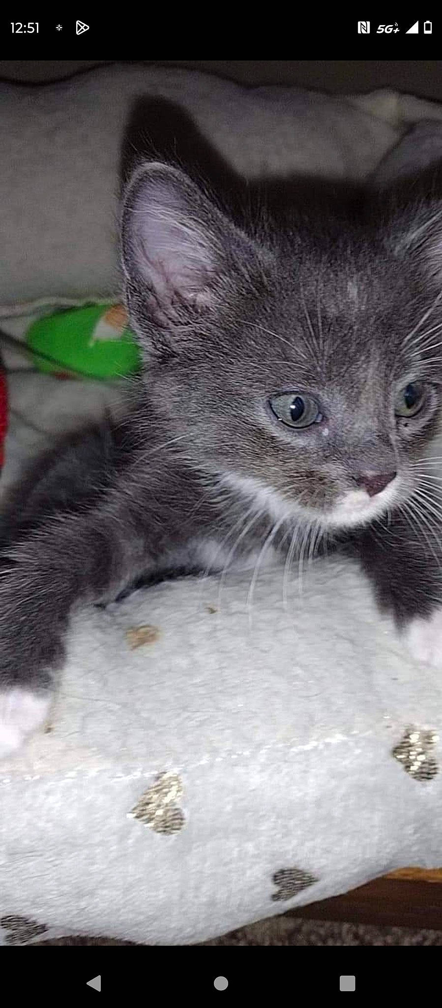 Yugi joined the competition — help win amazing prizes! carnivore, cat, domestic_short_haired_cat, eye, felidae, fur, grey, head, monochrome_photography, paw, russian_blue, small_to_medium_sized_cats, snout, terrestrial_animal, whiskers, window