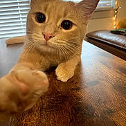 Gizmo joined the competition — help win amazing prizes! cat, ginger_cat, paw, close_up, indoor, wooden_table, curious, pet, feline, whiskers, window_blinds, warm_lighting, living_room, cute, animal, mammal, domestic_animal, table_surface, furniture, pet_portrait