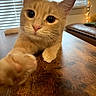 cat, ginger_cat, paw, close_up, indoor, wooden_table, curious, pet, feline, whiskers, window_blinds, warm_lighting, living_room, cute, animal, mammal, domestic_animal, table_surface, furniture, pet_portrait