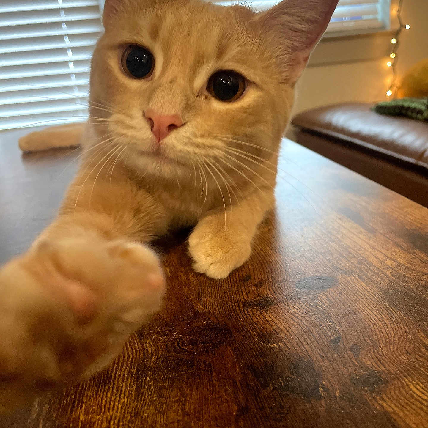 Gizmo