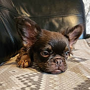 Lyla joined the competition — help win amazing prizes! animal, blanket, brown, closeup, couch, cute, dog, ears, face, fur, indoor, leather, lying_down, pattern, pet, portrait, puppy, resting, sleepy, small
