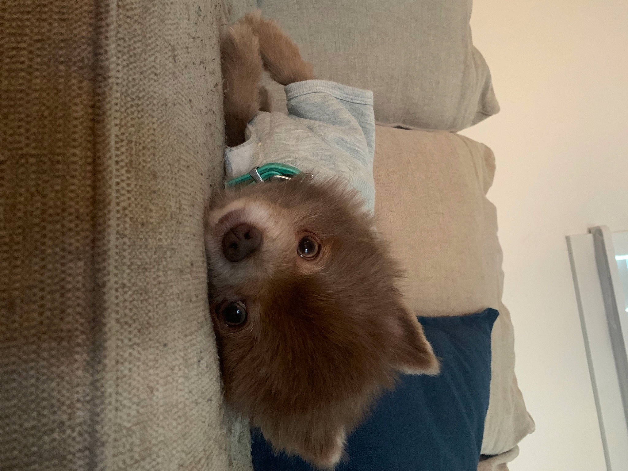 Puff is registered to the contest to win money with this photo: beige, carnivore, cat, dog_breed, fawn, felidae, fur, home_appliance, kitten, liver, pet_supply, small_to_medium_sized_cats, snout, television, whiskers, working_animal