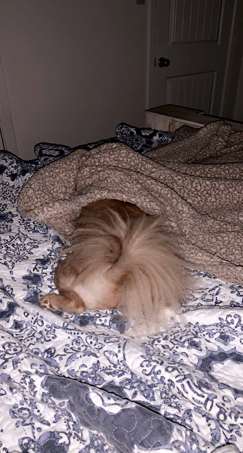 Puff joined the competition — help win amazing prizes! bed, canidae, carnivore, companion_dog, dog, dog_breed, dog_supply, fawn, floor, flooring, fur, home, linens, liver, room, sleep, small_terrier, snout, toy_dog, working_animal