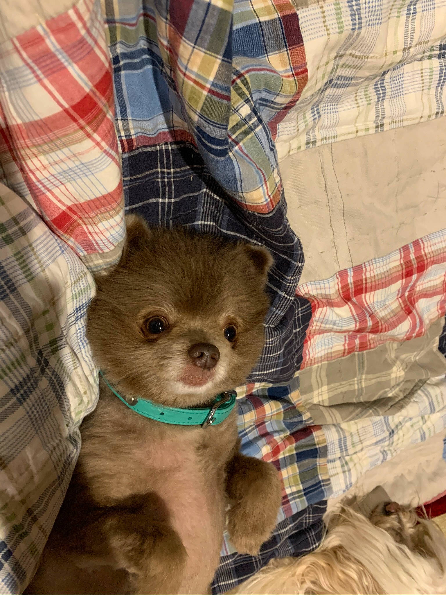 Puff is registered to the contest to win money with this photo: canidae, carnivore, companion_dog, dog, dog_breed, dog_supply, dress_shirt, fur, liver, non_sporting_group, pattern, pet_supply, plaid, pocket, puppy, snout, tartan, textile, toy_dog, working_animal