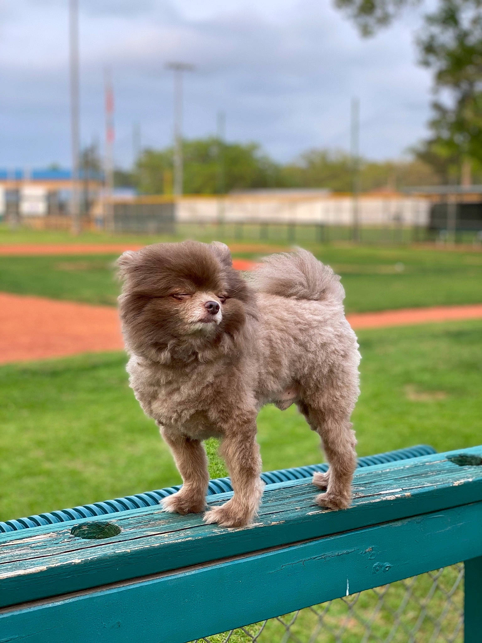 Puff joined the competition — help win amazing prizes! canidae, carnivore, companion_dog, dog, dog_breed, fur, liver, non_sporting_group, outdoor_furniture, poodle, poodle_crossbreed, puppy, snout, sporting_group, standard_poodle, toy_dog, toy_poodle, water_dog, working_animal, working_dog