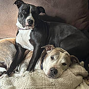 Blue And Reba is registered to the contest to win money with this photo: dog, pets, couch, blanket, snuggling, resting, brown, black, white, fur, ears, nose, canine, companion, animal, relaxation, indoor, home, friendship, comfort