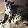 dog, pets, couch, blanket, snuggling, resting, brown, black, white, fur, ears, nose, canine, companion, animal, relaxation, indoor, home, friendship, comfort