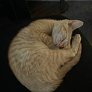 Sunny joined the competition — help win amazing prizes! cat, kitten, sleeping, curled_up, ginger_cat, feline, pet, animal, cute, fur, whiskers, tail, resting, indoors, cozy, nap, soft, peaceful, domestic_cat, mammal