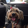 Sky is registered to the contest to win money with this photo: animal, canine, car_interior, car_seat, closeup, daylight, dog, ears, fur, happy, nose, pet, red_bow, red_harness, seat, small_dog, smiling, tongue_out, transportation, window