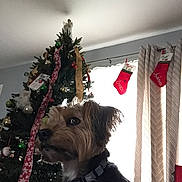 Sky is registered to the contest to win money with this photo: brown, christmas_tree, collar, curtains, decorations, dog, festive, fur, greenery, holiday, home, indoor, ornaments, pet, red, ribbon, stockings, tree_topper, white, window
