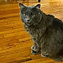 Smokey is registered to the contest to win money with this photo: cat, gray_cat, indoor, wooden_floor, pet, feline, fur, sitting, curious, animal, domestic_cat, table_leg, floor, whiskers, ears, eyes, home, mammal, cute, household