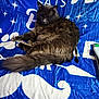 Smokey is registered to the contest to win money with this photo: cat, gray_cat, sleeping, blanket, blue_blanket, white_designs, mustache_pattern, heart_pattern, star_pattern, pen, notebook, indoor, cozy, fur, animal, pet, resting, closeup, relaxation, soft_texture
