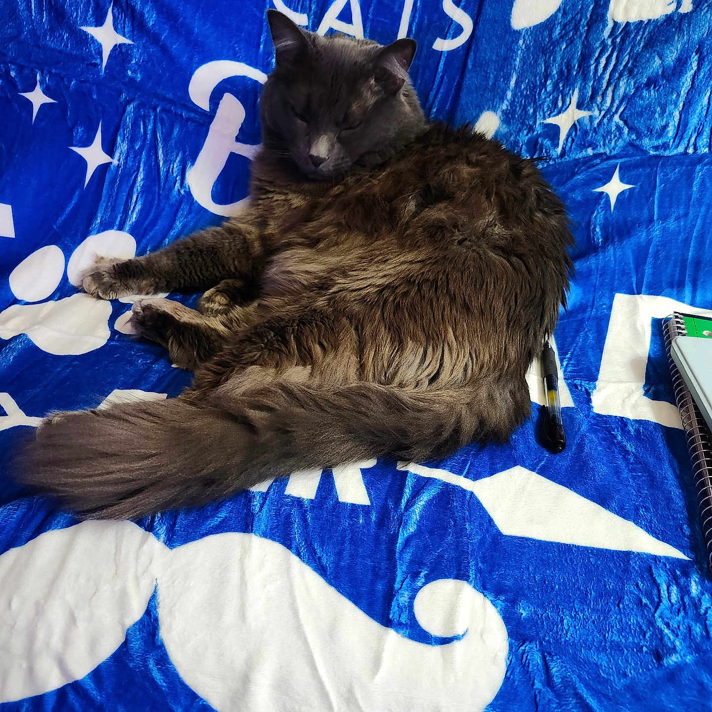Smokey is registered to the contest to win money with this photo: animal, blanket, blue_blanket, cat, closeup, cozy, fur, gray_cat, heart_pattern, indoor, mustache_pattern, notebook, pen, pet, relaxation, resting, sleeping, soft_texture, star_pattern, white_designs