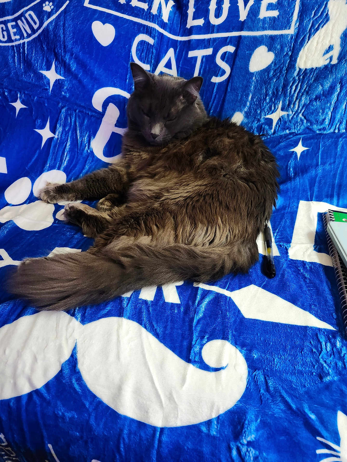 Smokey is registered to the contest to win money with this photo: cat, gray_cat, sleeping, blanket, blue_blanket, white_designs, mustache_pattern, heart_pattern, star_pattern, pen, notebook, indoor, cozy, fur, animal, pet, resting, closeup, relaxation, soft_texture