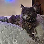Smokey joined the competition — help win amazing prizes! cat, gray_cat, indoor, cushion, quilted, pet, feline, relaxed, cozy, lighting, string_lights, wall, home, domestic_animal, fur, whiskers, ears, paws, resting, close_up