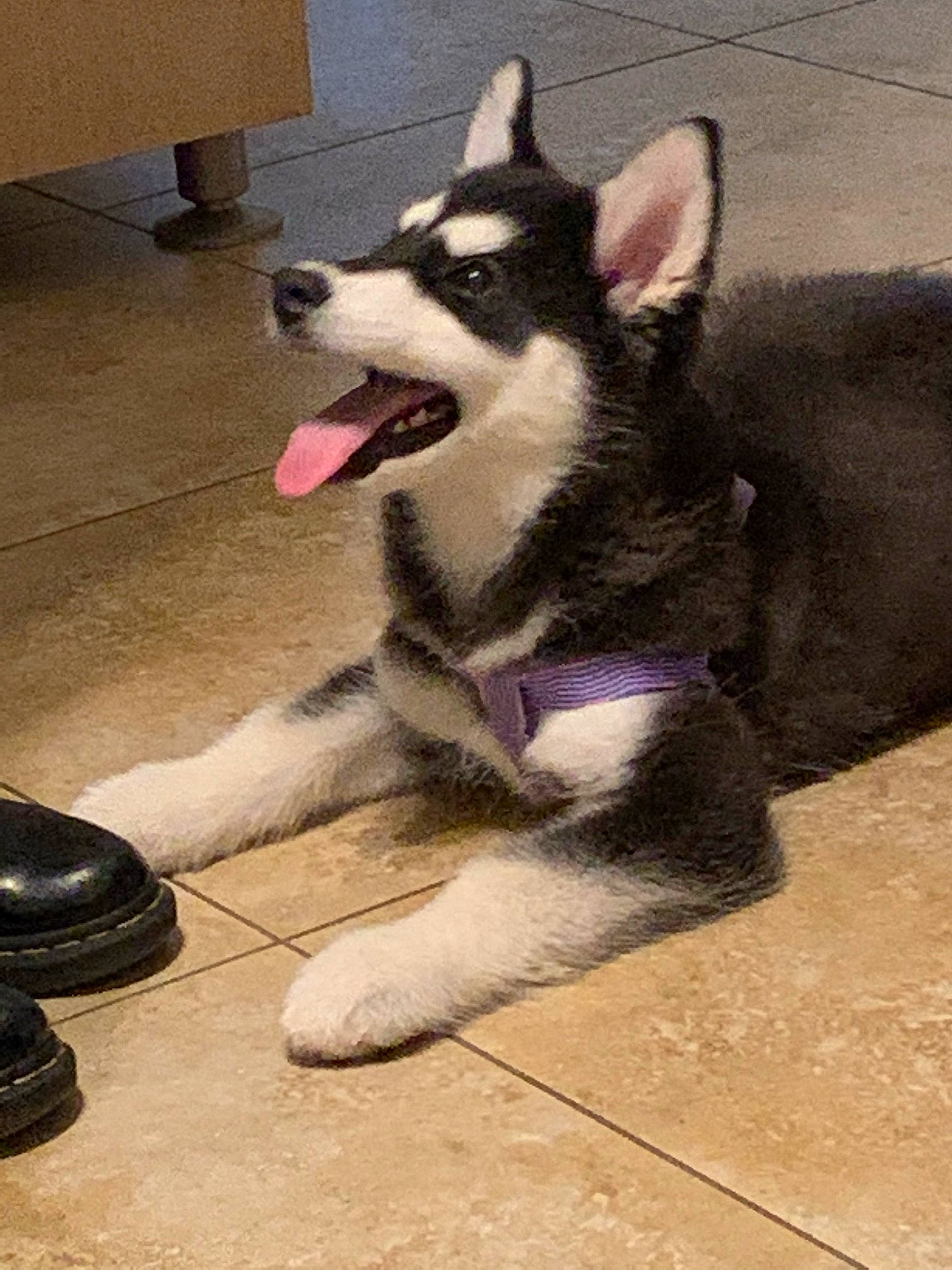 Lagartha joined the competition — help win amazing prizes! canidae, canis, carnivore, companion_dog, dog, dog_breed, dog_supply, fawn, flooring, foot, fur, paw, pet_supply, road_surface, siberian_husky, sled_dog, snout, sporting_group, tail, working_animal