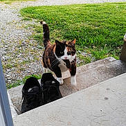 Chanel a rejoint le concours — aidez-le/la à gagner de superbes lots ! calico_cat, cat, mouse, outdoor, grass, concrete, sneakers, black_shoes, doorstep, car, pebble_path, building_wall, window, trash_bin, greenery, animal, pet, walking, nature, daylight