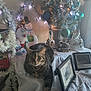 Pharaoh joined the competition — help win amazing prizes! cat, tabby_cat, christmas_tree, ornaments, holiday_decorations, snowman, table, tablecloth, framed_photos, figurines, lights, indoor, festive, decor, relaxed, pet, winter, seasonal, cozy, home