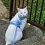 Snow is registered to the contest to win money with this photo: cat, white_cat, blue_eyes, harness, leash, outdoor, steps, stone, railing, grass, pet, animal, sitting, close_up, blurred, nature, cute, blue, feline, daytime