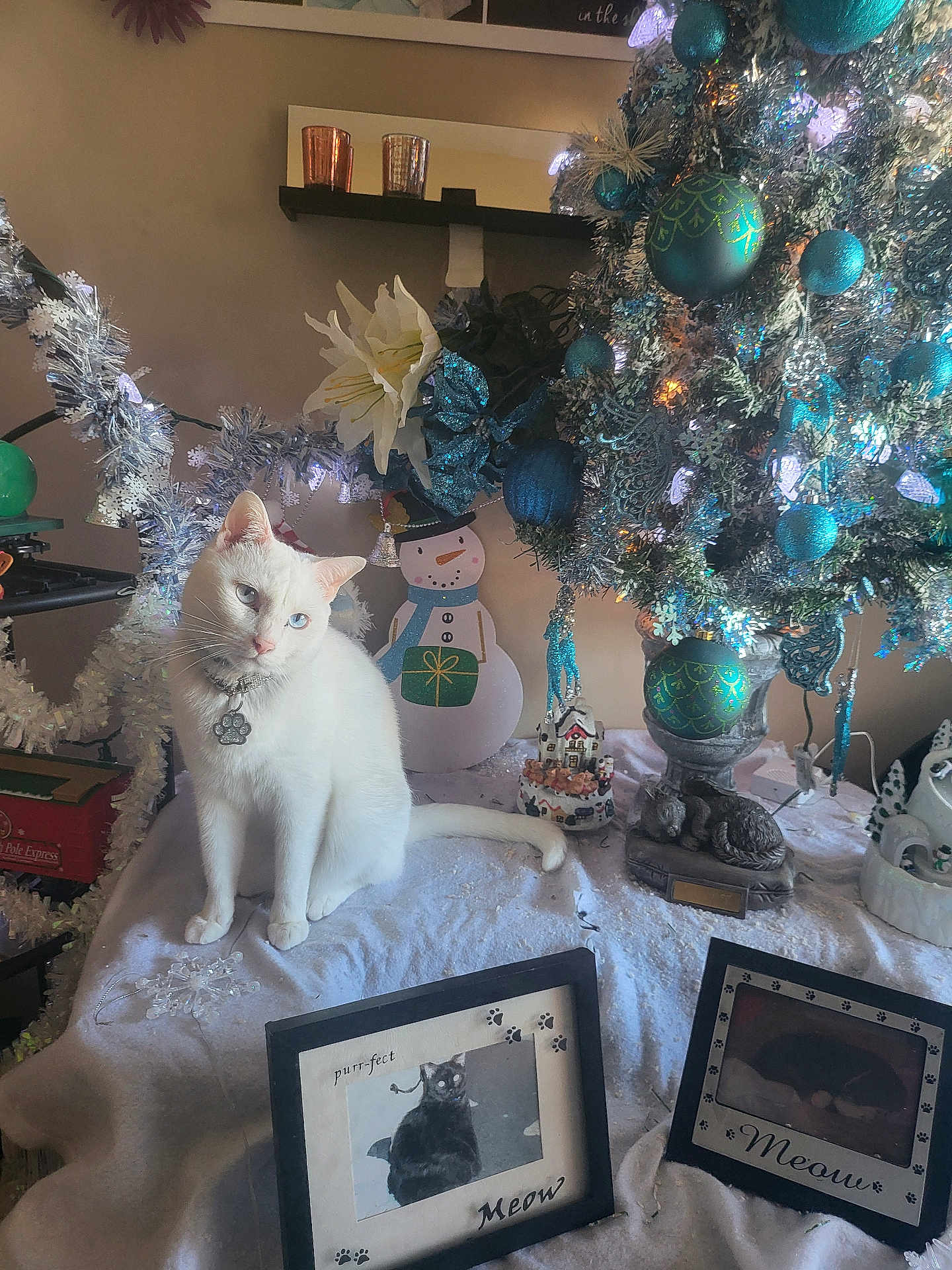 Snow joined the competition — help win amazing prizes! cat, white_cat, heterochromia, christmas_tree, christmas_ornaments, blue_ornaments, holiday_decor, snowy_cloth, picture_frames, cat_pictures, snowman_decoration, festive, indoor, decorations, holiday_lights, tabletop_display, winter_theme, pet_collar, relaxed_cat, cozy_scene