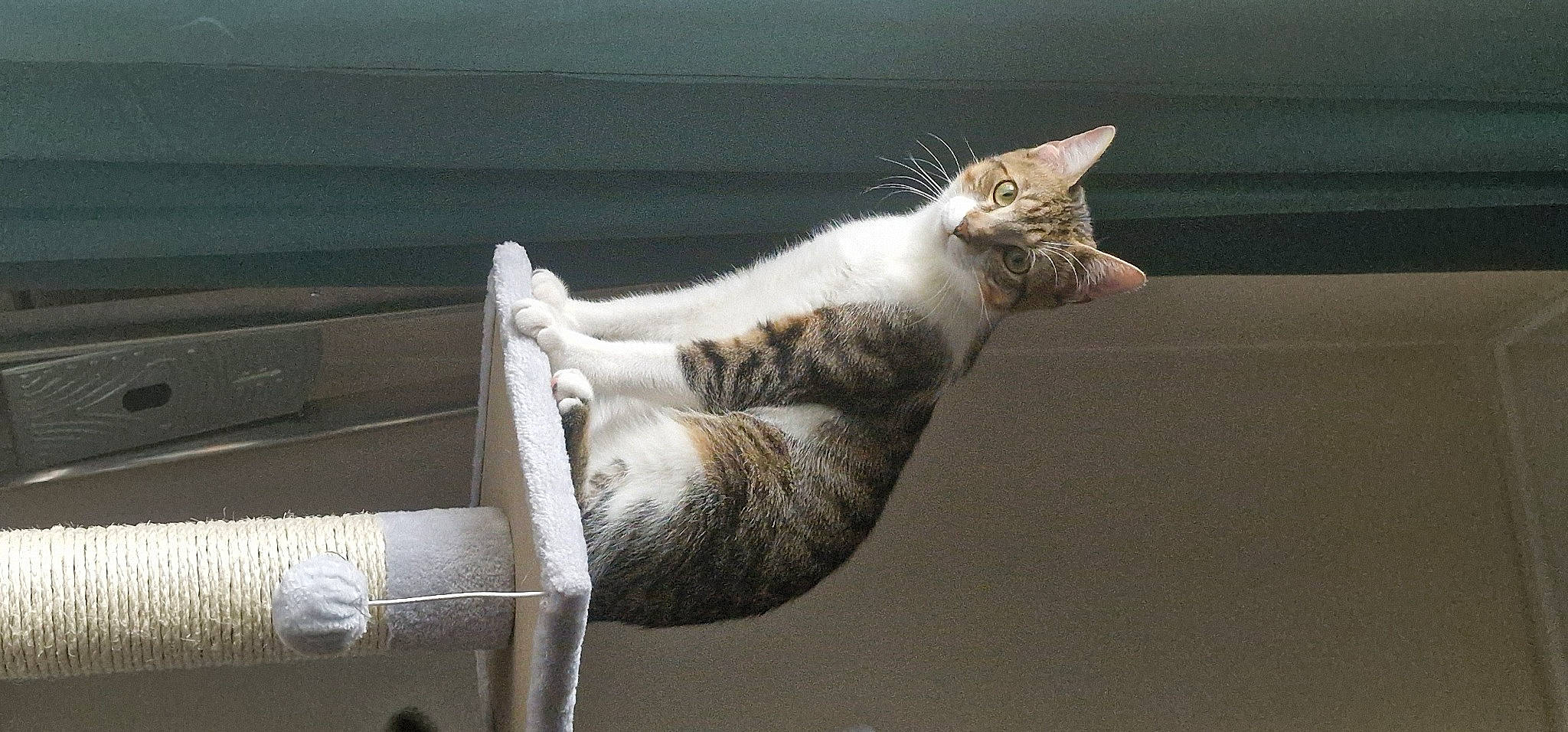 Sparrow participe au concours pour gagner de l'argent avec cette photo : carnivore, cat, cat_supply, claw, domestic_short_haired_cat, felidae, fur, grey, paw, rope, small_to_medium_sized_cats, snout, tail, terrestrial_animal, whiskers, wildlife, window, wood