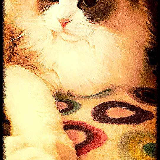 Lilly Bear is registered to the contest to win money with this photo: